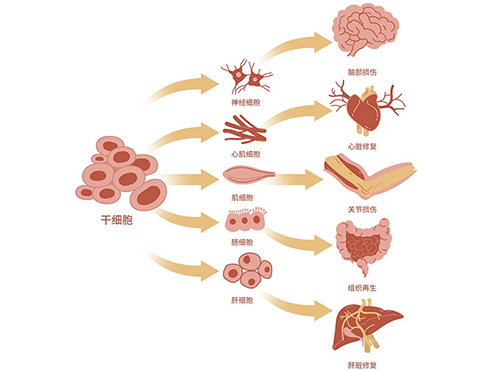 干细胞作用图