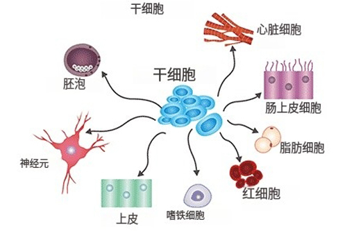 干细胞卡通图
