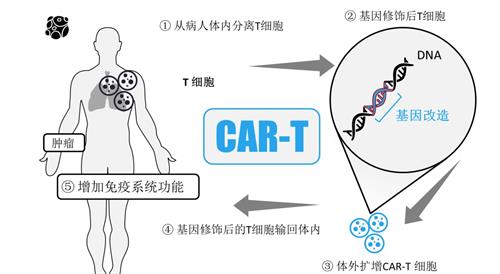 CAR-T细胞疗法作用