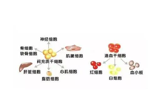 日本脂肪干细胞填充多少钱？价格清单大公开，让你心中有数！