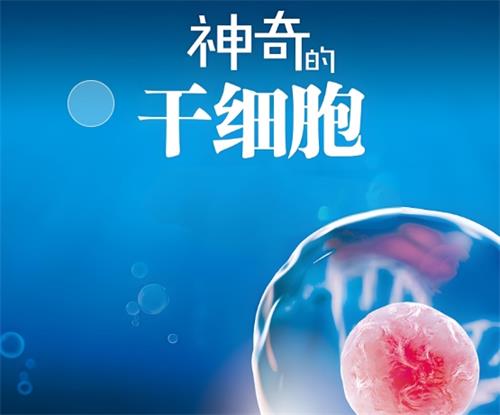 干细胞展示图
