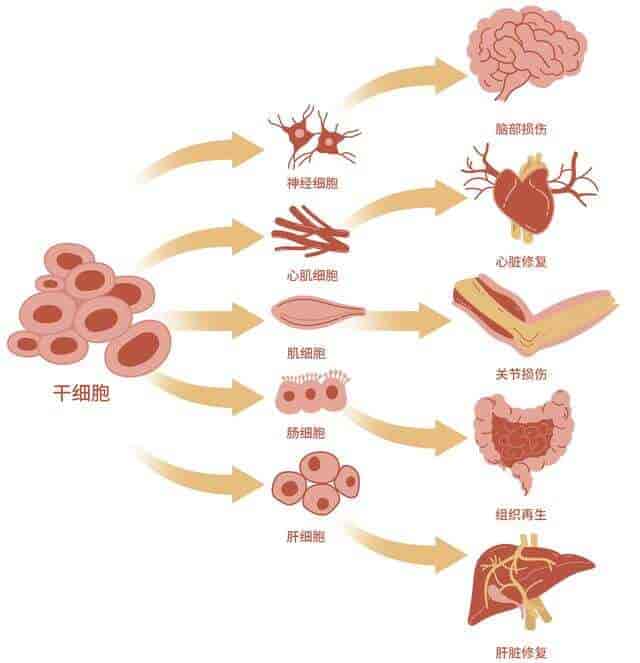 深度解析日本《再生医疗法》修订案：细胞治疗审批提速背后的产业变局