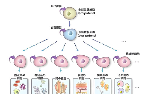 干细胞作用图示