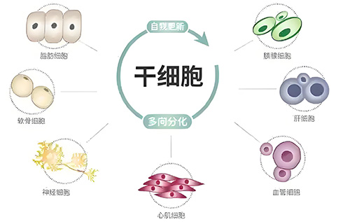 打一针干细胞多少钱？注射一次干细胞费用多少？这价格从几万到几十万不等~