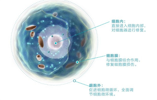 外泌体的作用