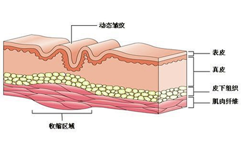 皮肤上皱纹的产生