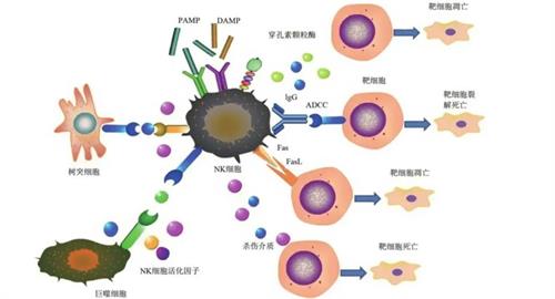 NK细胞疗法治疗作用