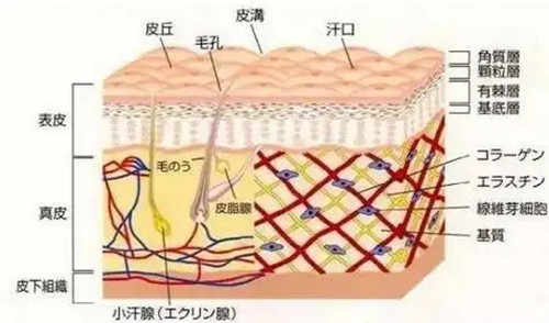 日本Noel诺埃尔银座美容医院官网简介_点击查:地址,预约,营业时间,口碑,项目!