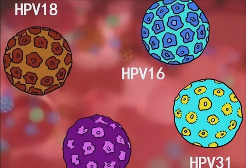 HPV病毒型号