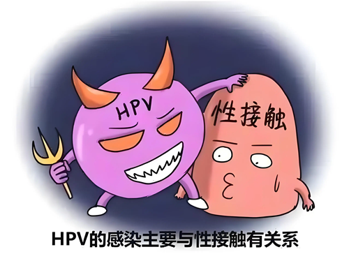 HPV病例感染途径