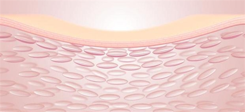 注射前皮肤组织剖面图 注射前皮肤组织剖面图