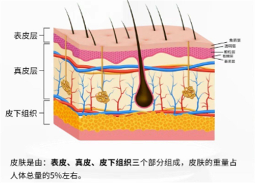 皮肤管理知识 皮肤管理知识